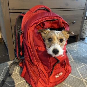 Koiran kantoreppu Kurgo G-Train